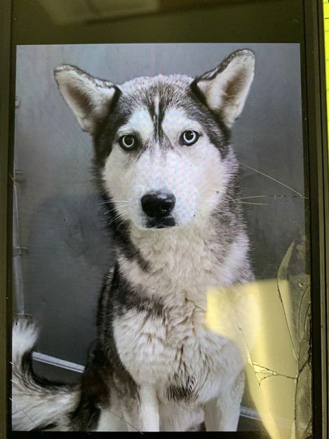 HARPER - Siberian Husky available for adoption