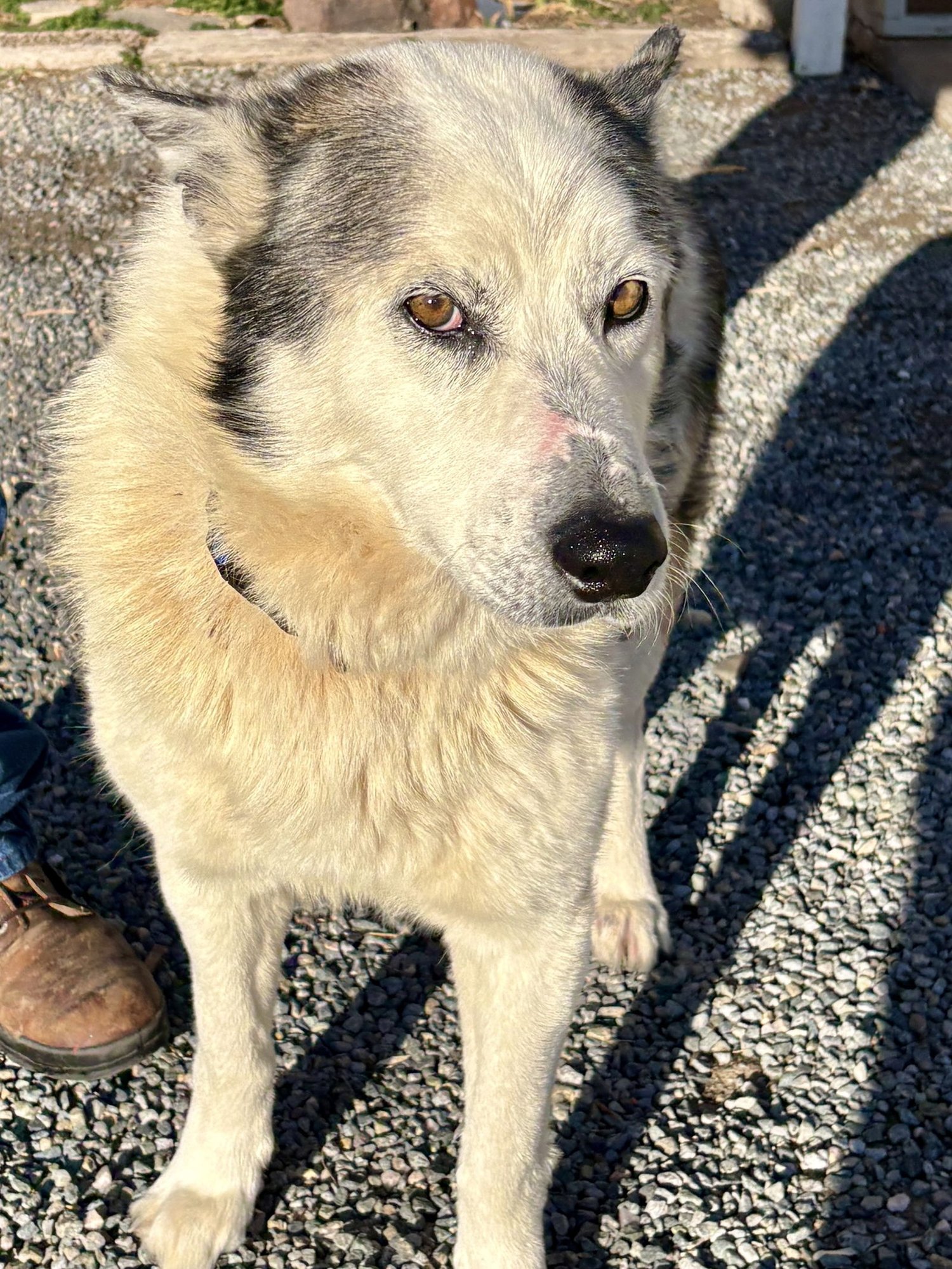 LUKE - Siberian Husky available for adoption