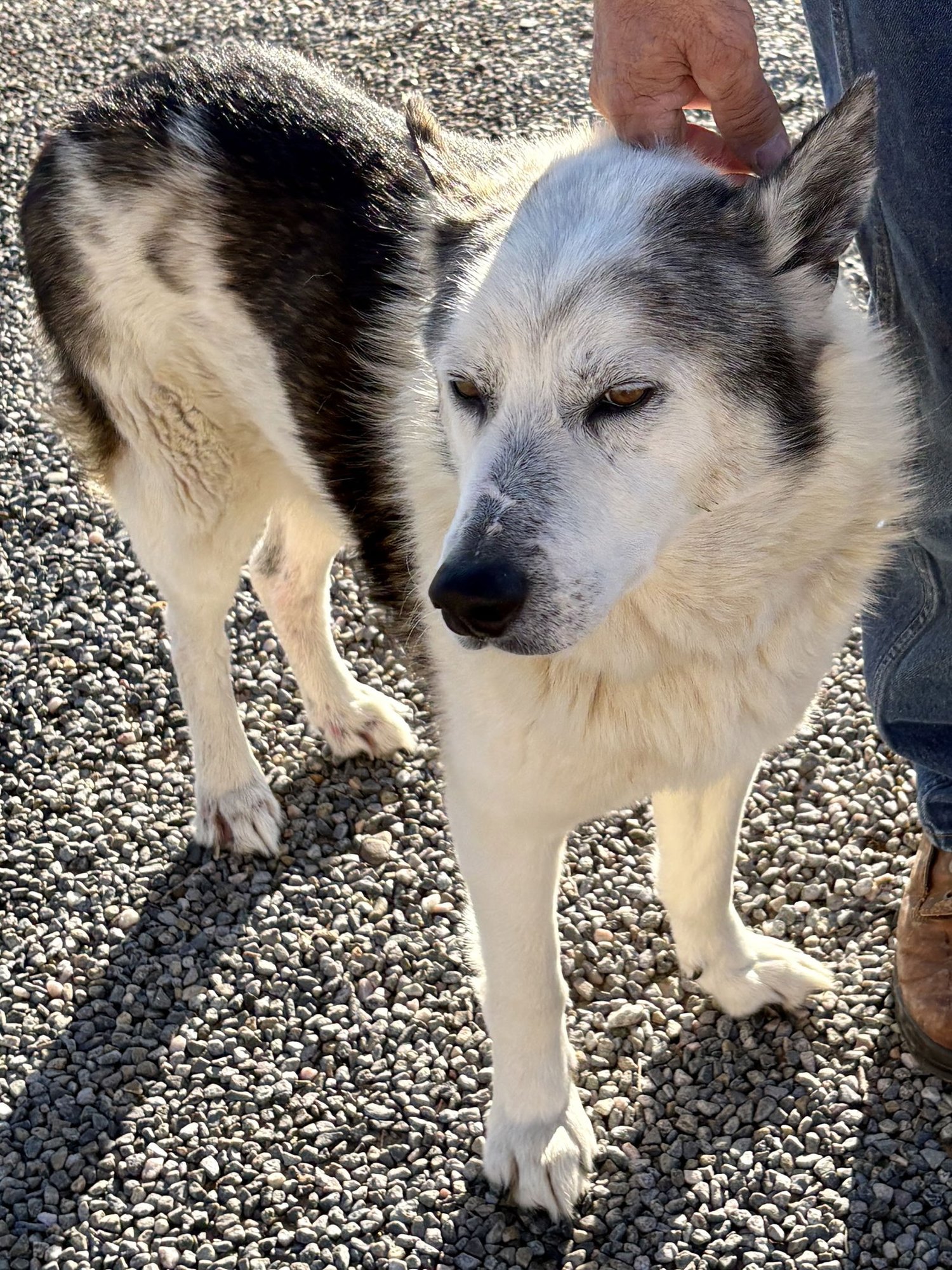 LUKE - Siberian Husky available for adoption