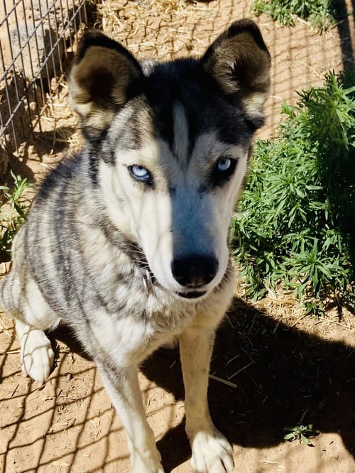 JAVA - Siberian Husky available for adoption