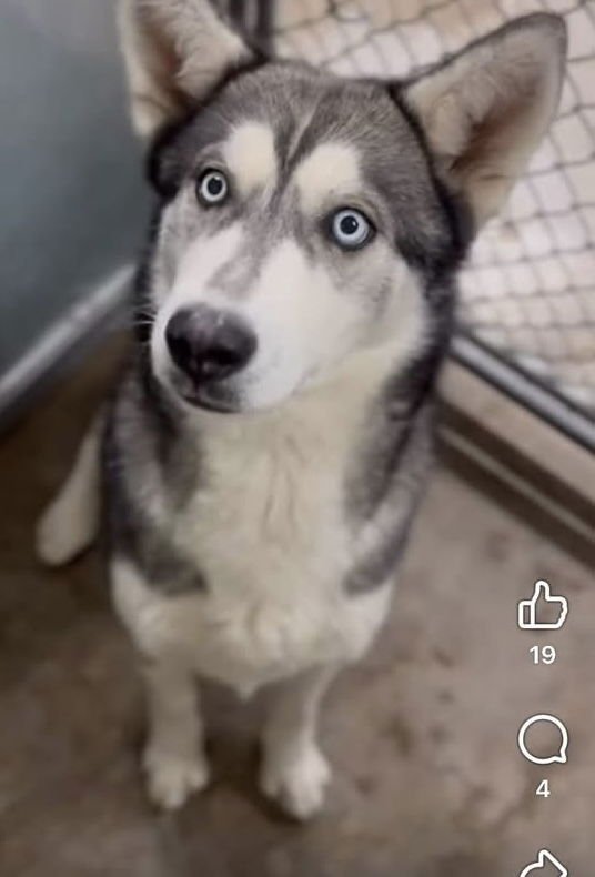 SIENNA - Siberian Husky available for adoption
