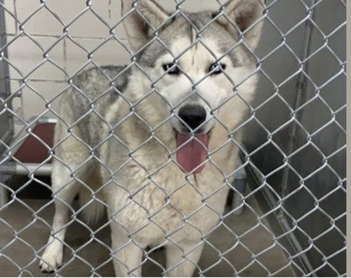 INDIGO - Siberian Husky available for adoption
