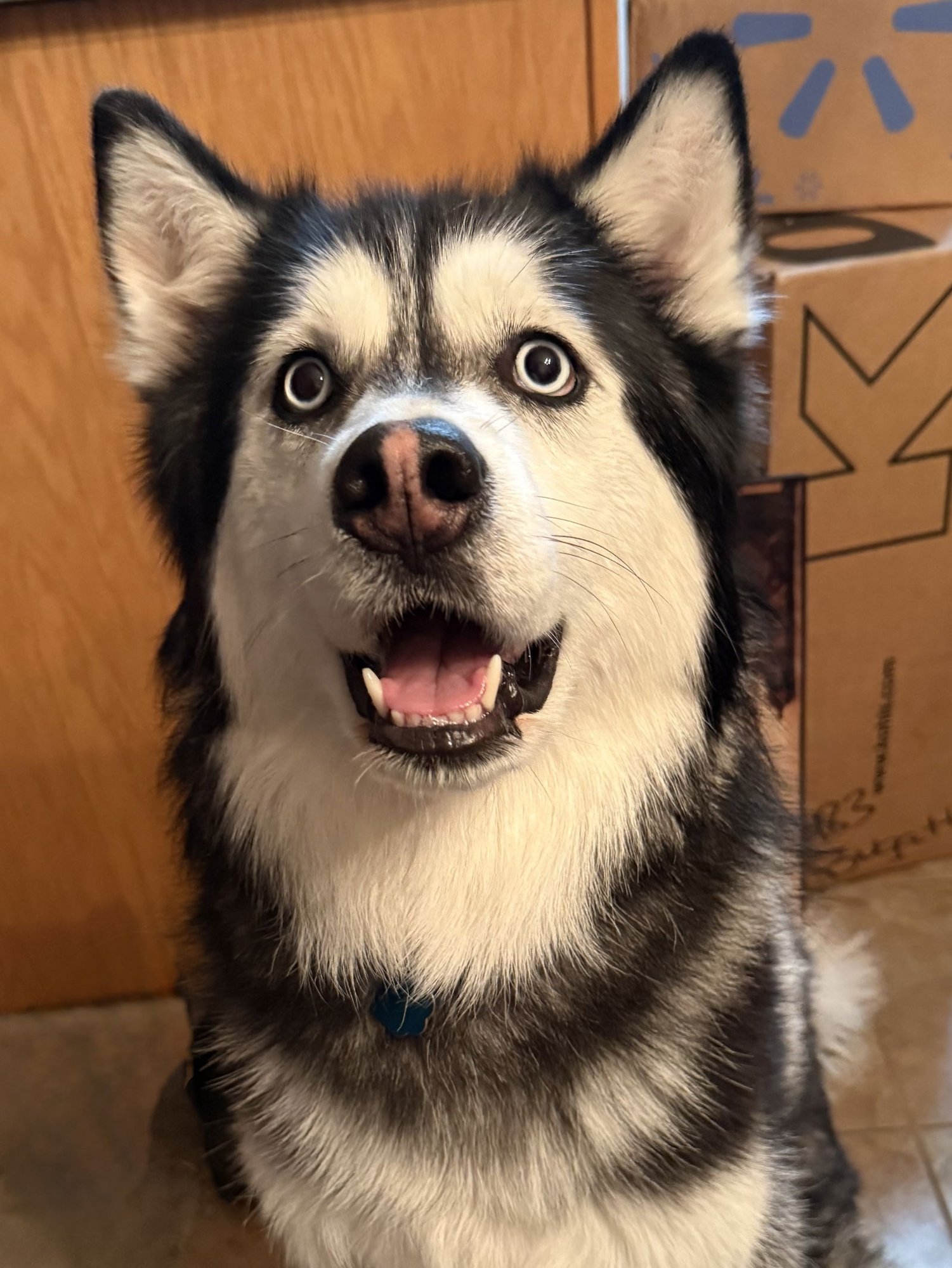 MEDUSA - Siberian Husky available for adoption