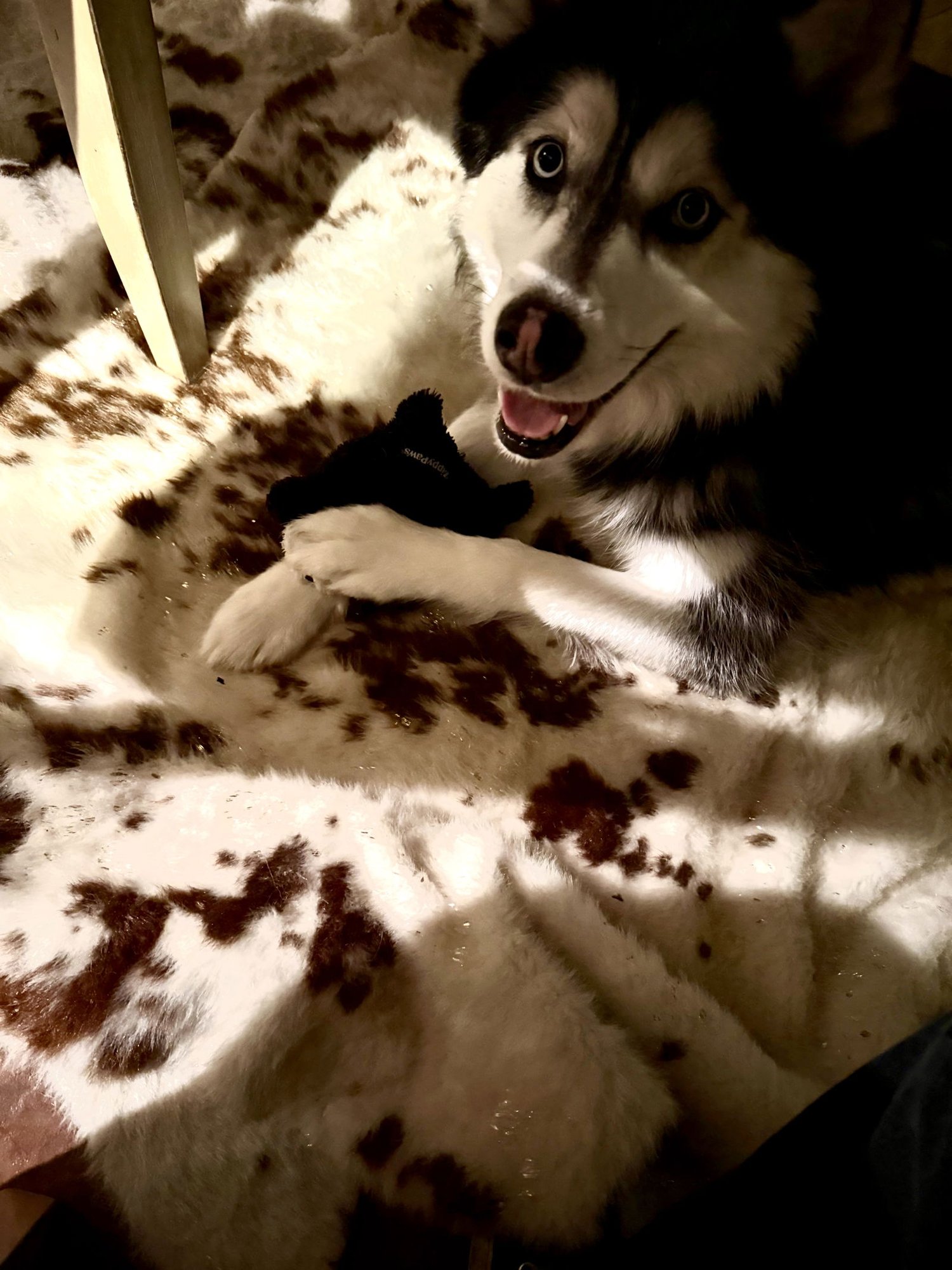 MEDUSA - Siberian Husky available for adoption