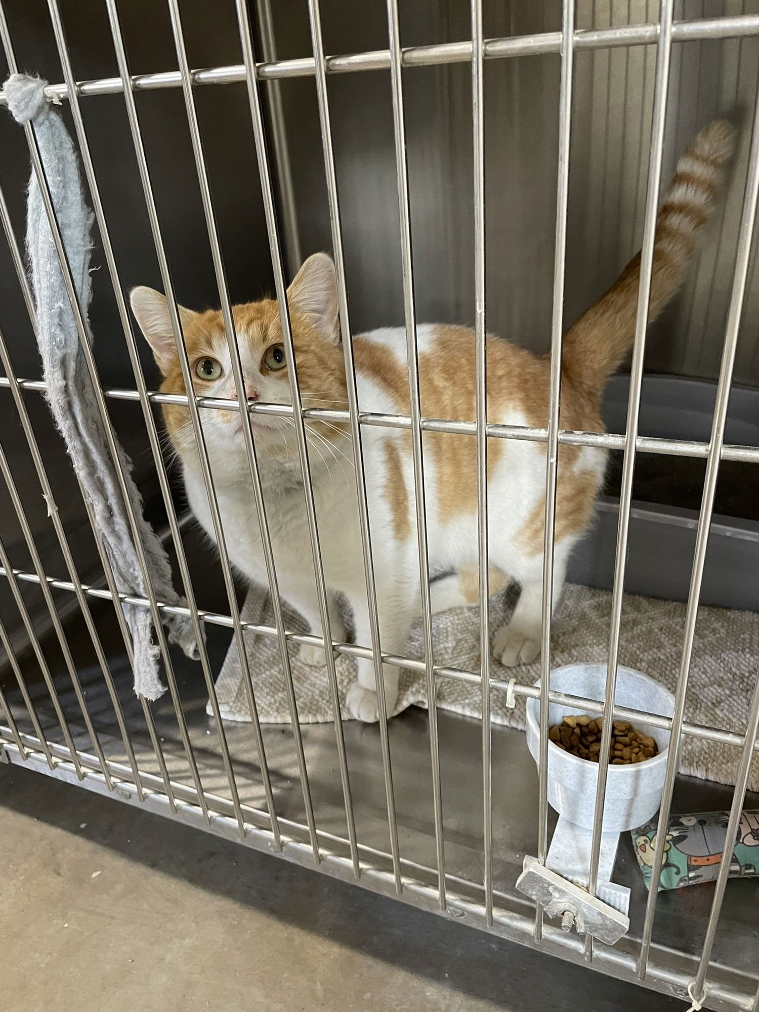 TIMMIE - Domestic Short Hair available for adoption