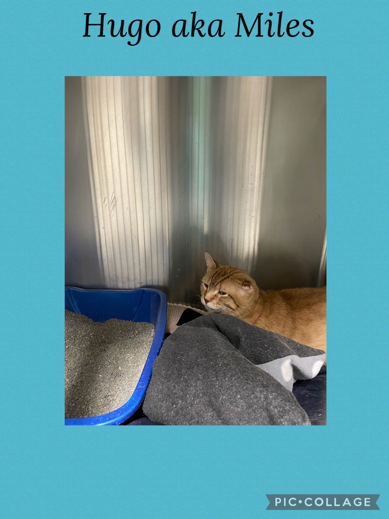 MILES - Domestic Short Hair available for adoption