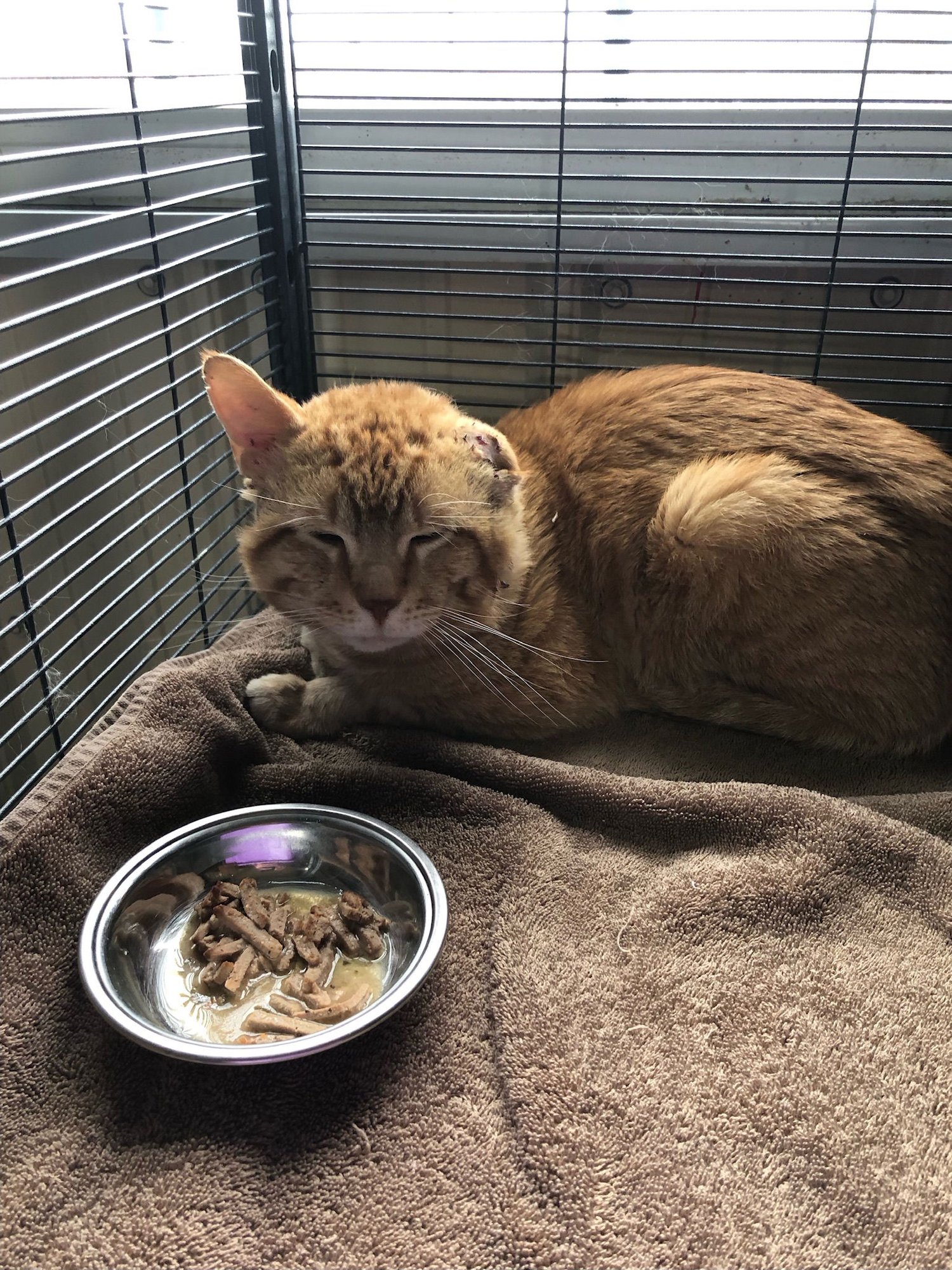 MILES - Domestic Short Hair available for adoption