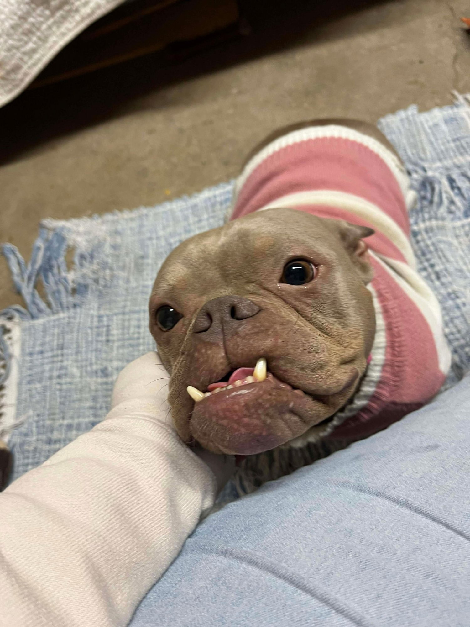 LILY - Pit Bull Terrier available for adoption