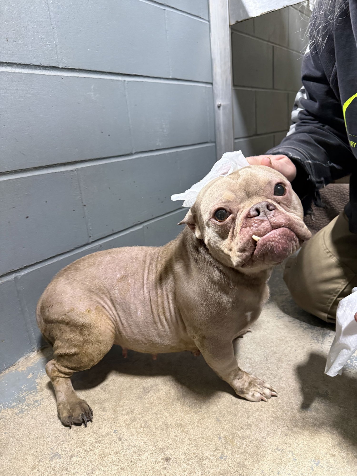 LILY - Pit Bull Terrier available for adoption