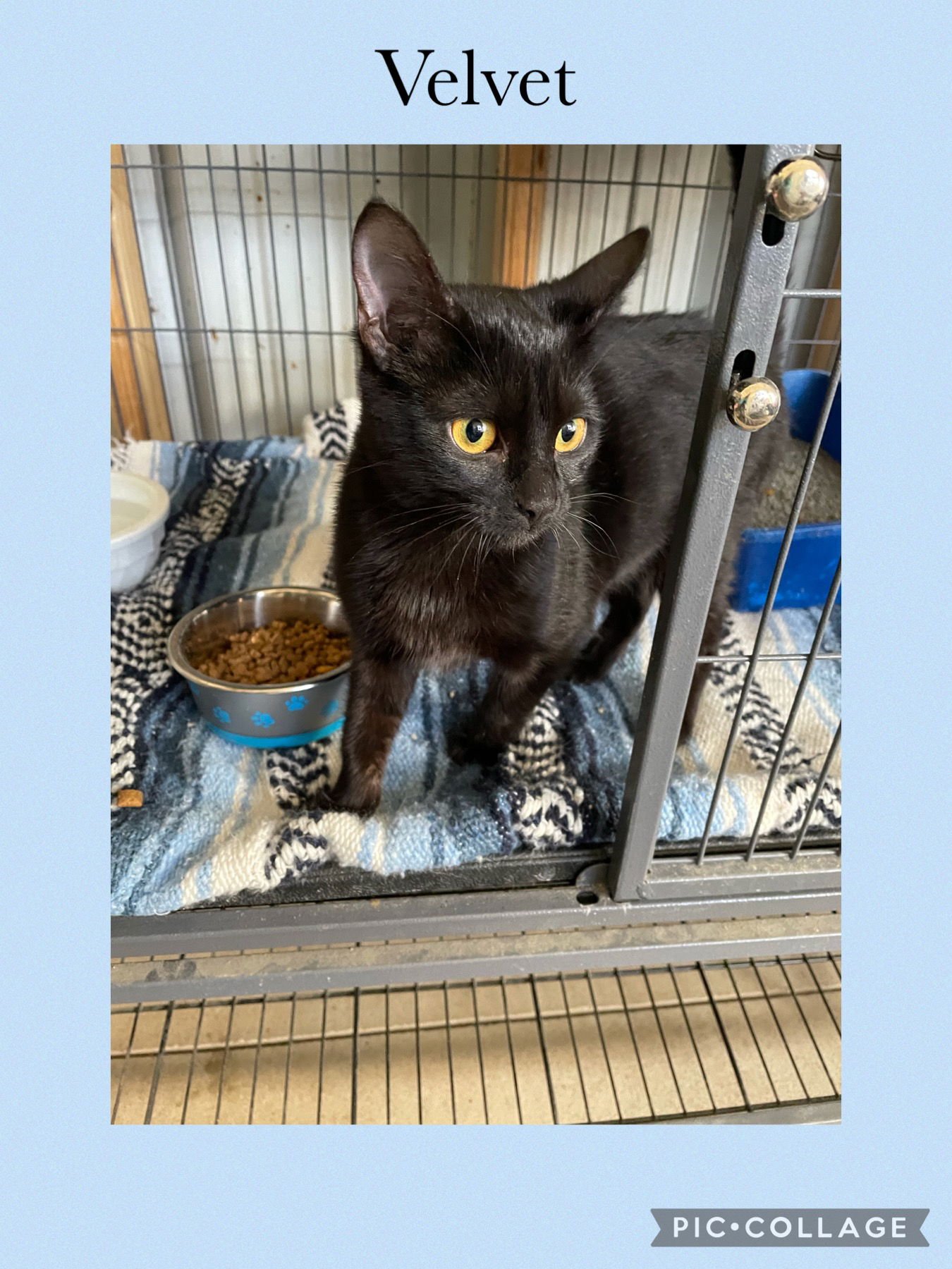 VELVET - Domestic Short Hair available for adoption