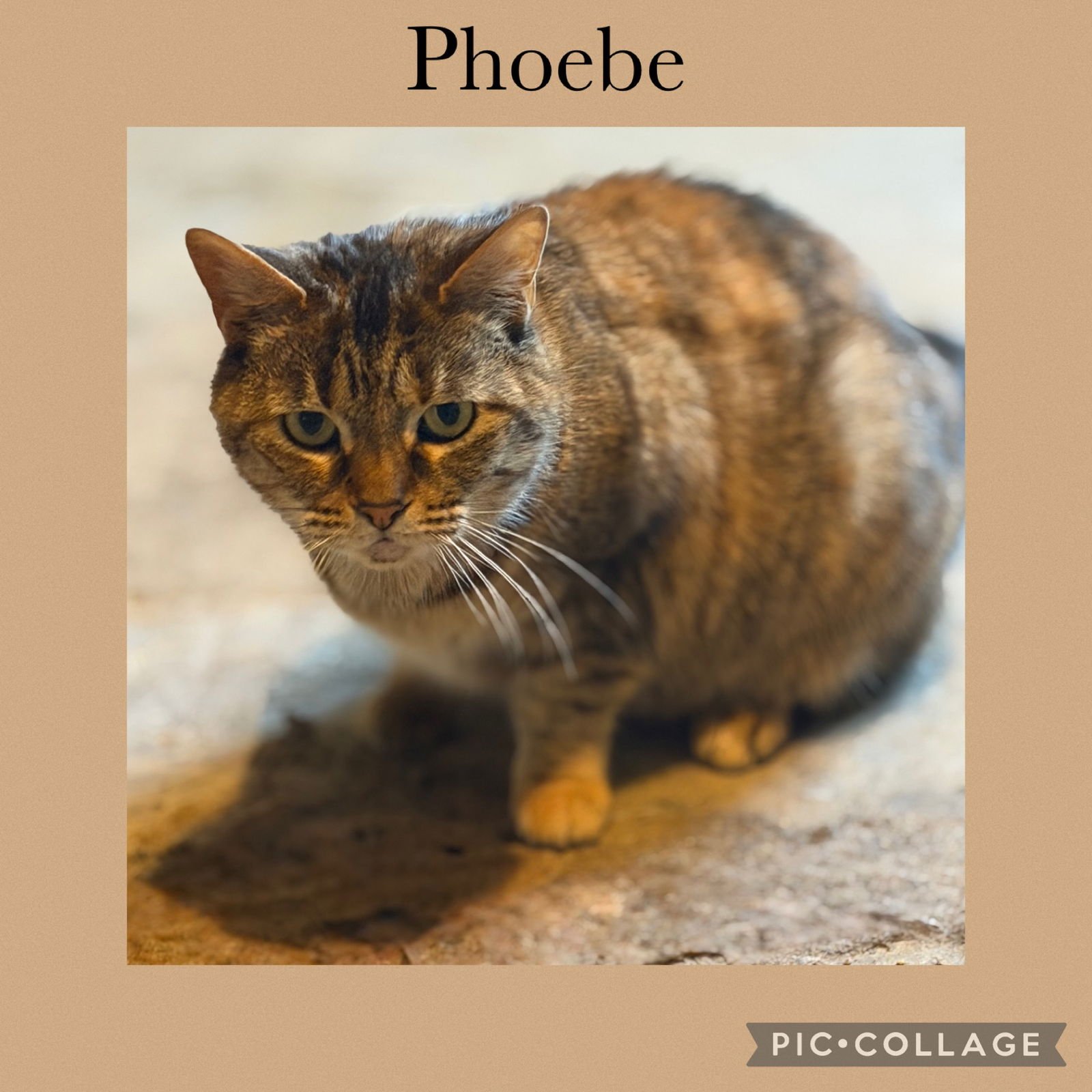 PHOEBE - Domestic Short Hair available for adoption