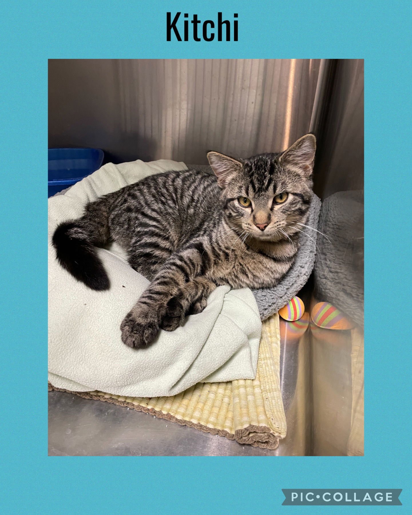 KITCHI - Domestic Short Hair available for adoption