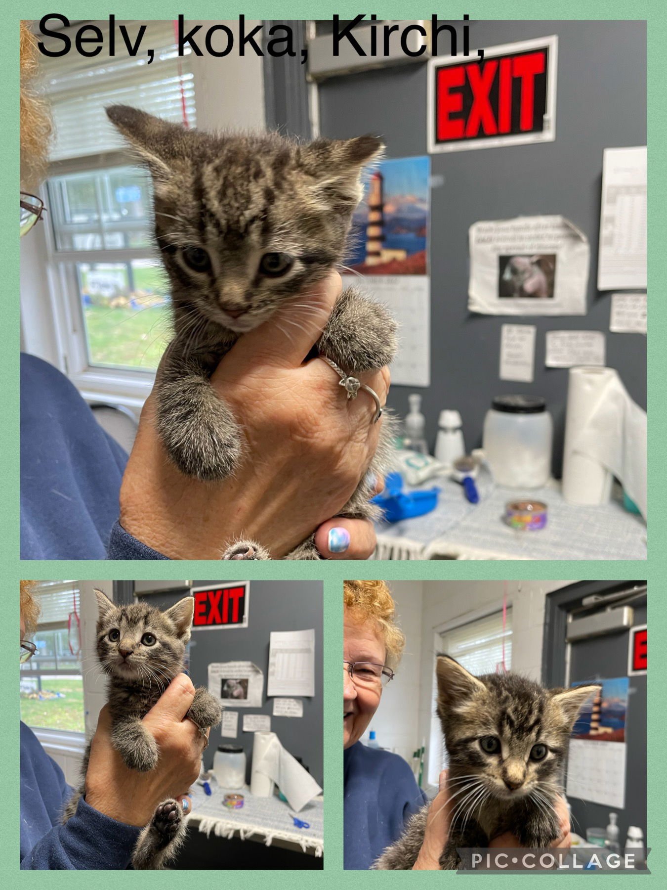 KITCHI - Domestic Short Hair available for adoption