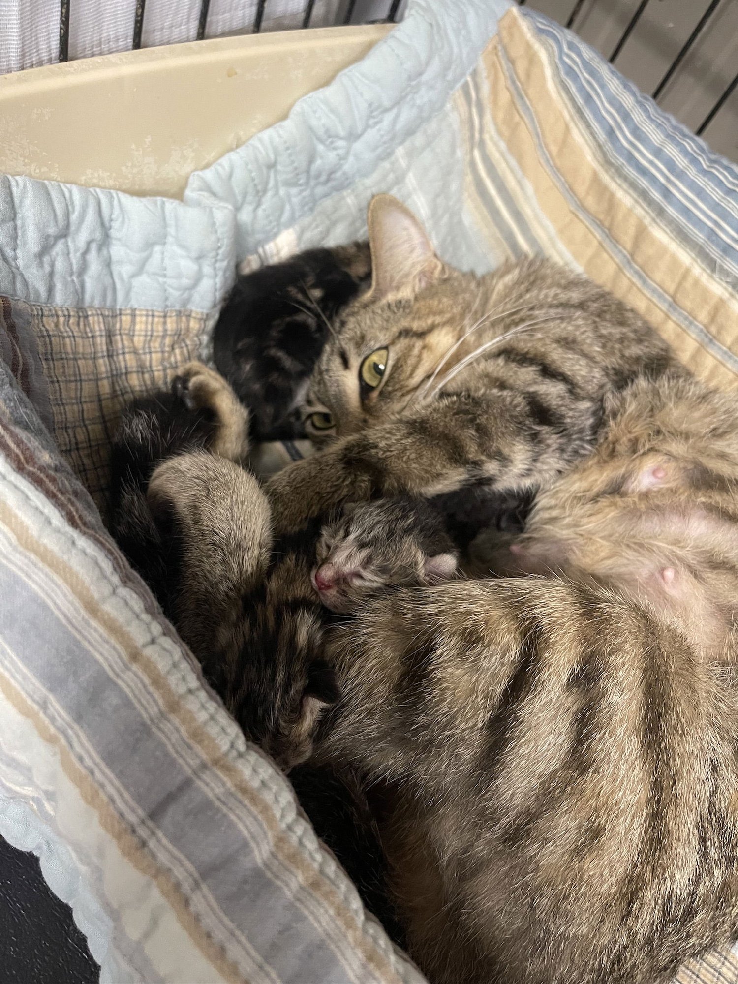 DIXIE THREE- ISABELLE - Domestic Short Hair available for adoption