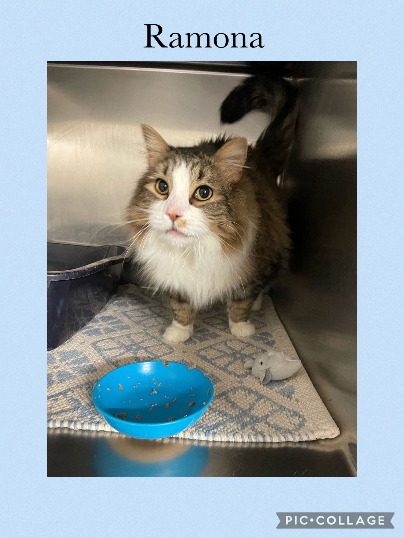 RAMONA - Domestic Long Hair available for adoption