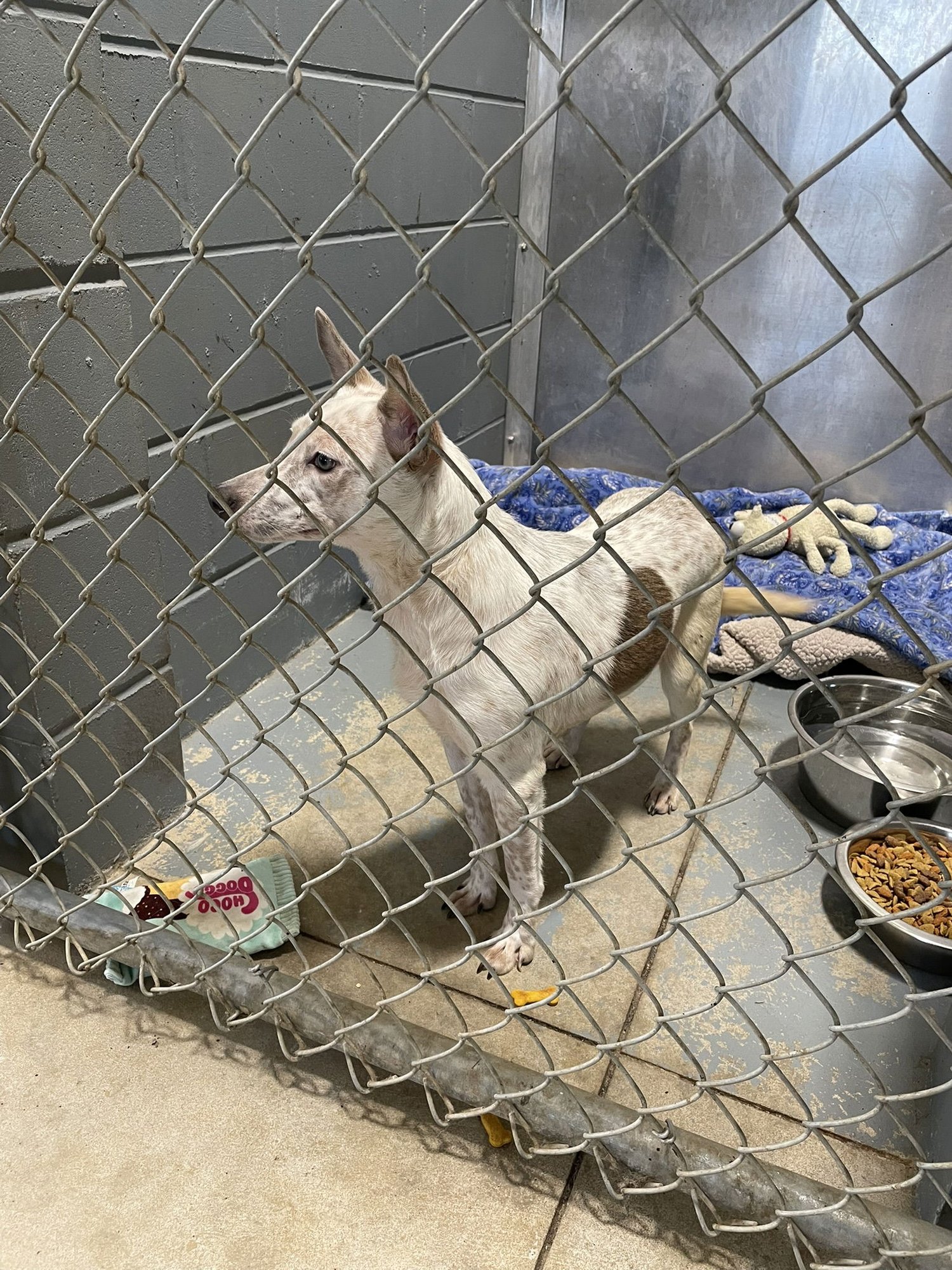 POPPY - Red Heeler available for adoption