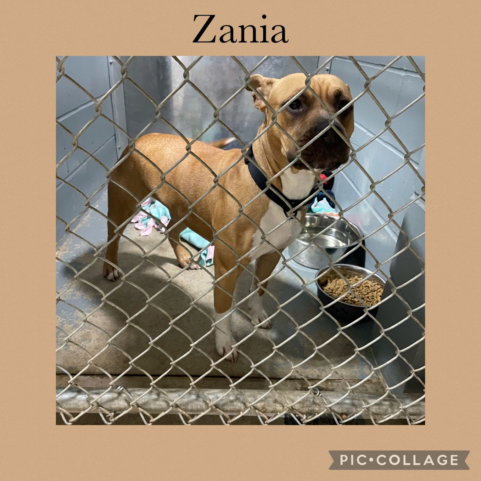 ZANA - American Pit Bull Terrier / Boxer available for adoption