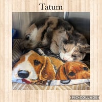 Tatum - Photo 1