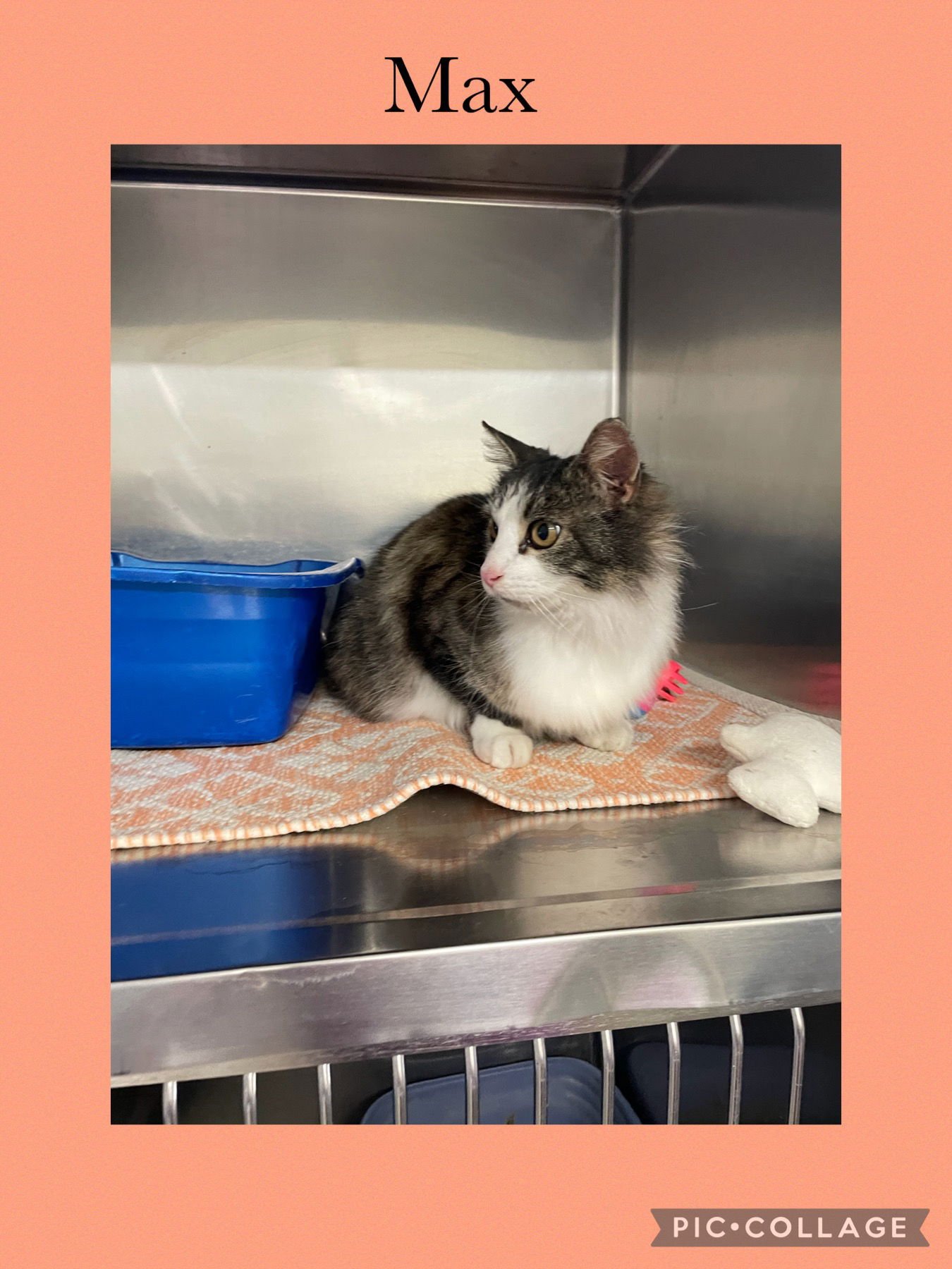 MAX - Domestic Long Hair available for adoption