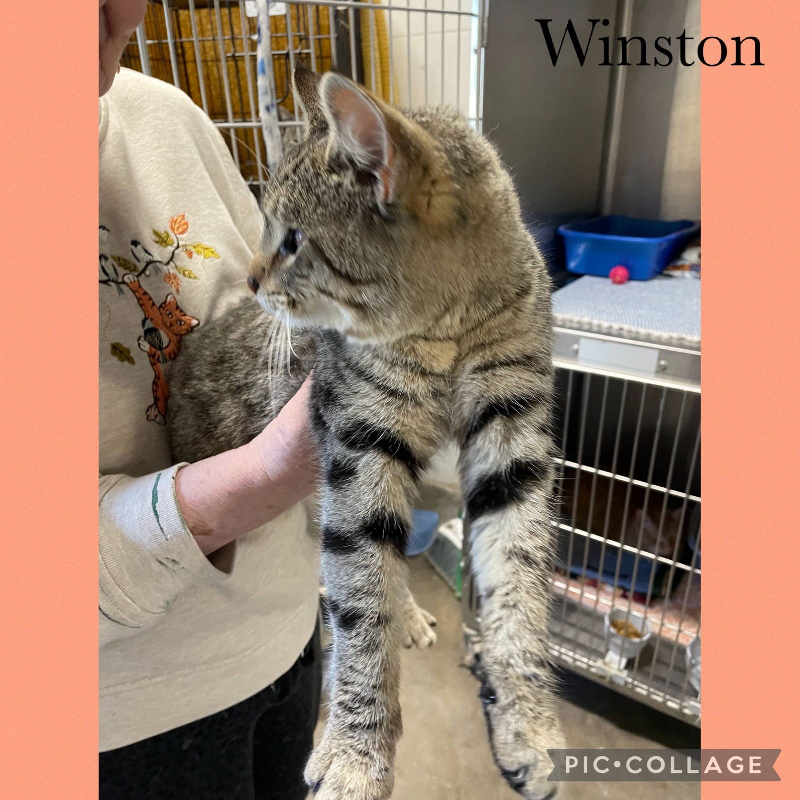 WINSTON - Domestic Short Hair available for adoption