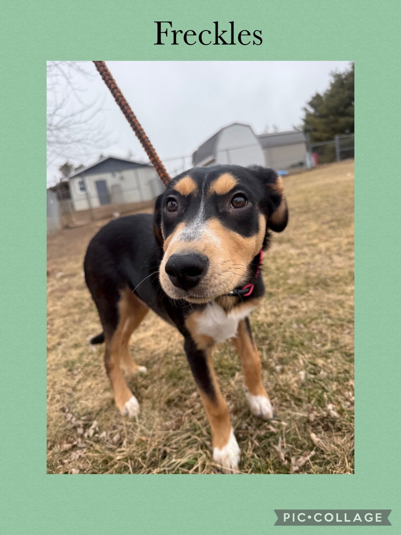 FRECKLES - Collie / Labrador Retriever available for adoption