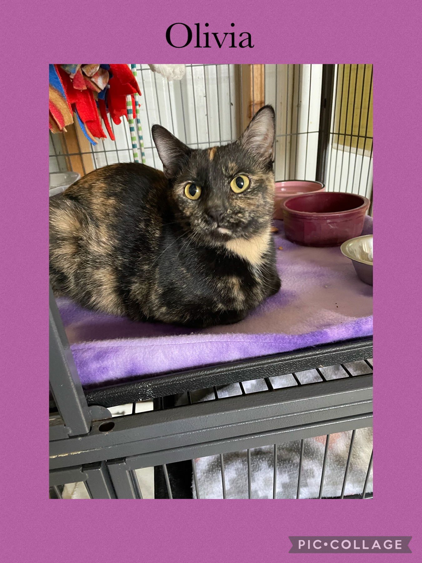 OLIVIA - Domestic Short Hair available for adoption