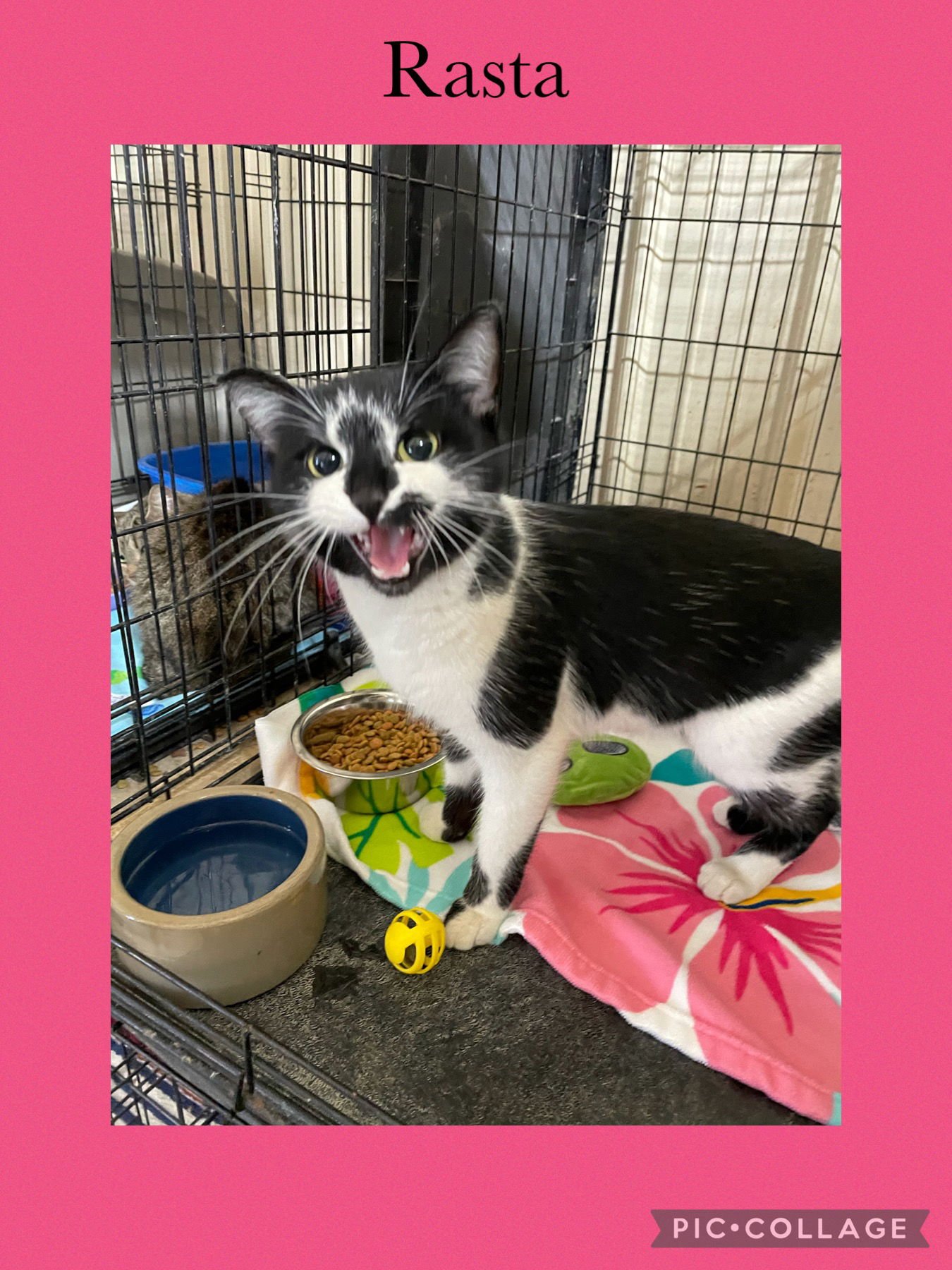 RASTA - Domestic Short Hair available for adoption