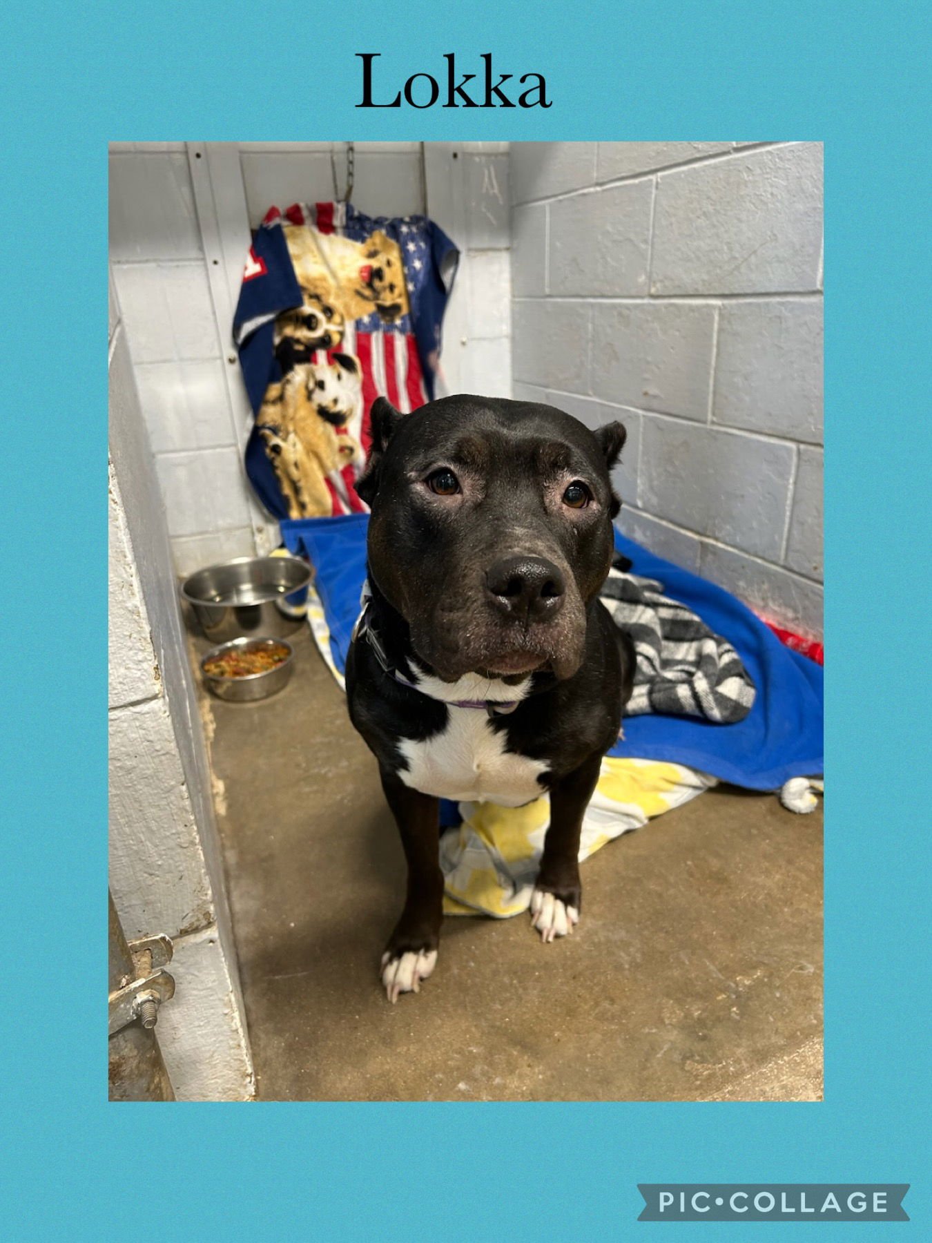 LOKKA - American Pit Bull Terrier available for adoption