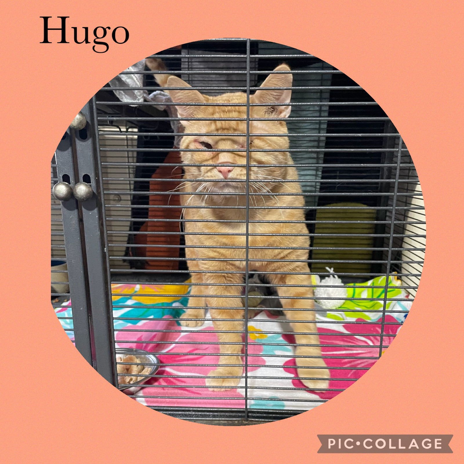 HUGO - Domestic Short Hair available for adoption