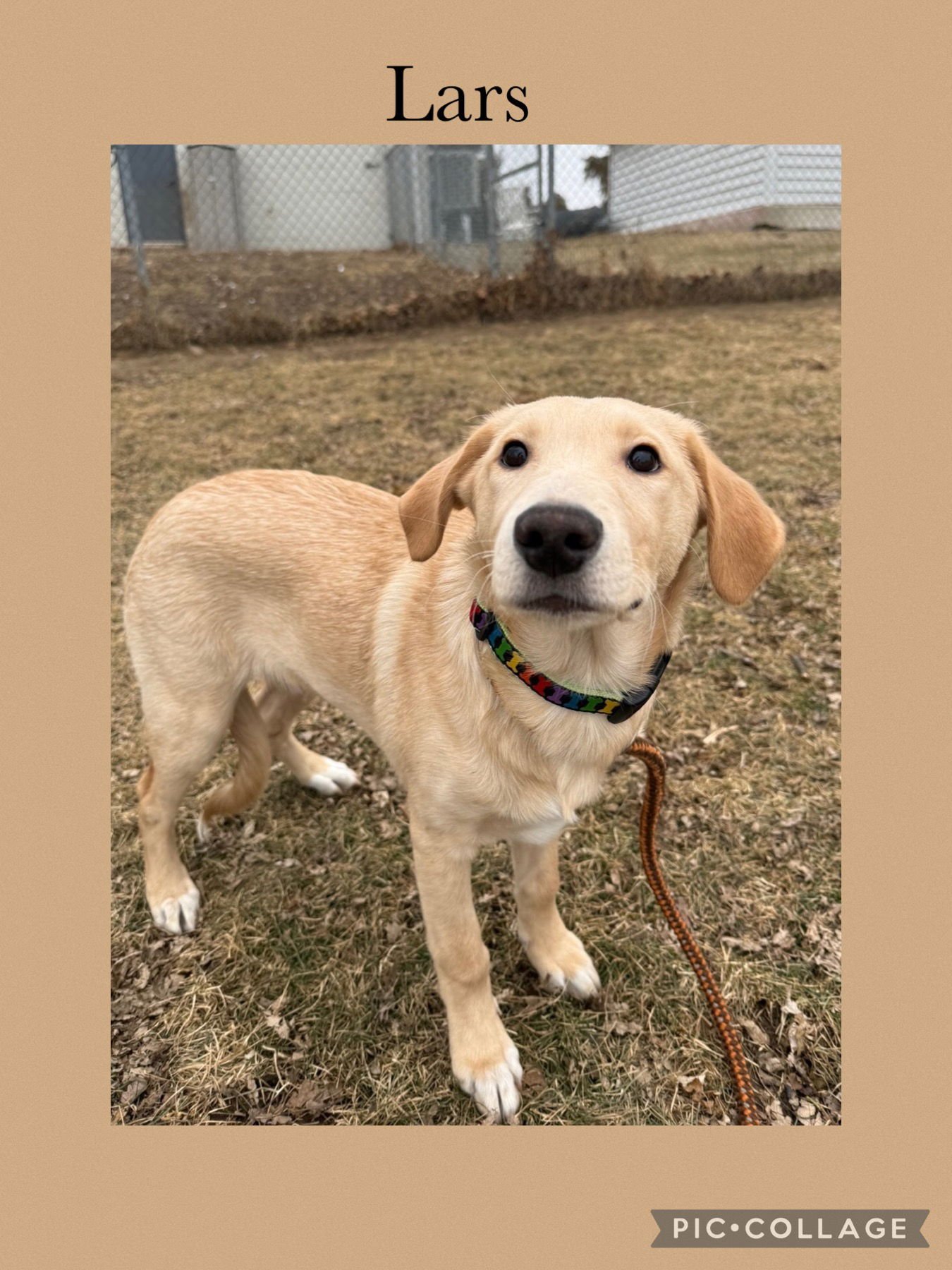 LARS - Collie / Labrador Retriever available for adoption