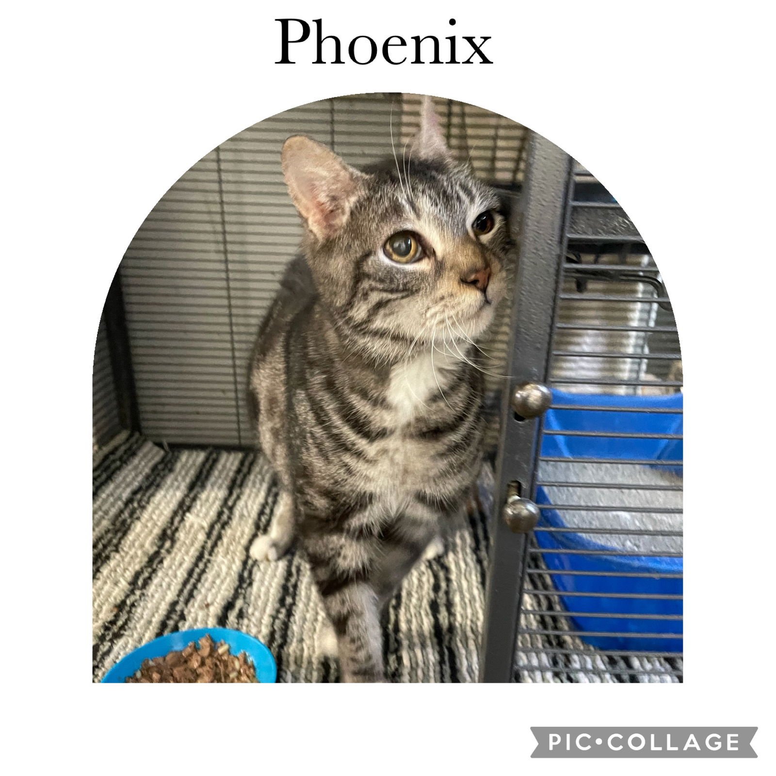 PHOENIX - Domestic Short Hair available for adoption