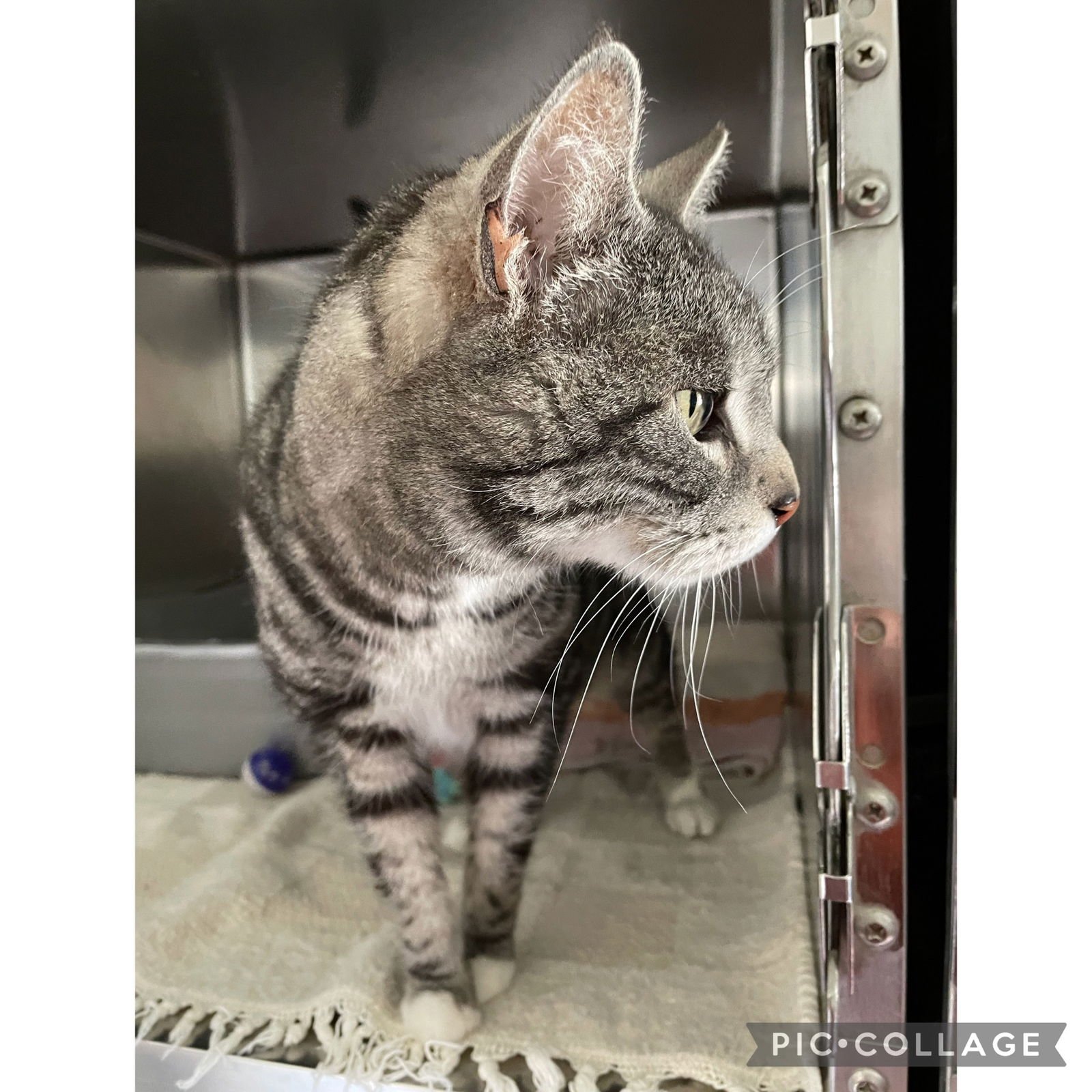 PHOENIX - Domestic Short Hair available for adoption