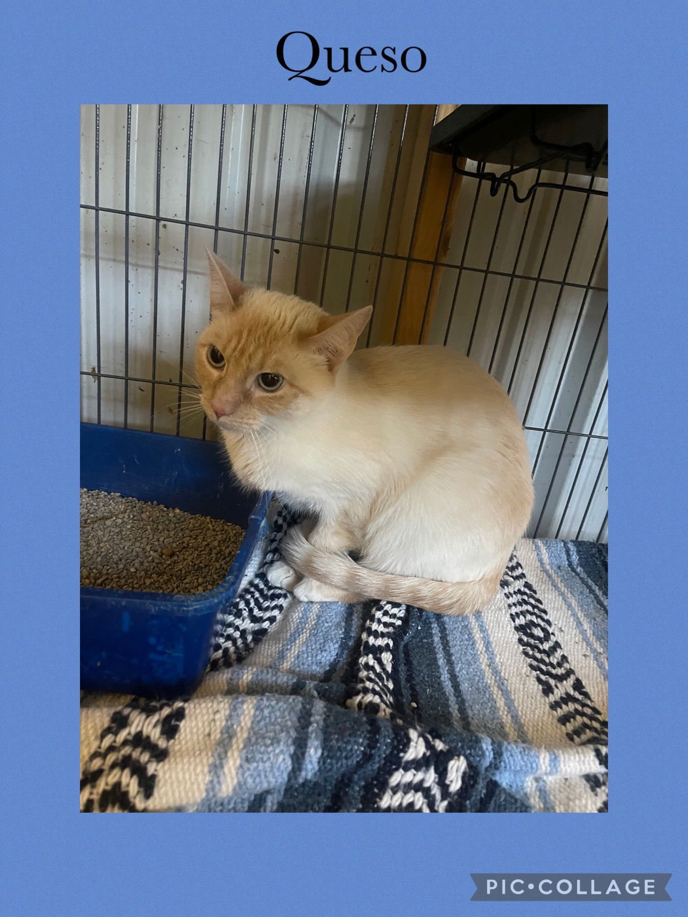 QUESO - Domestic Short Hair available for adoption