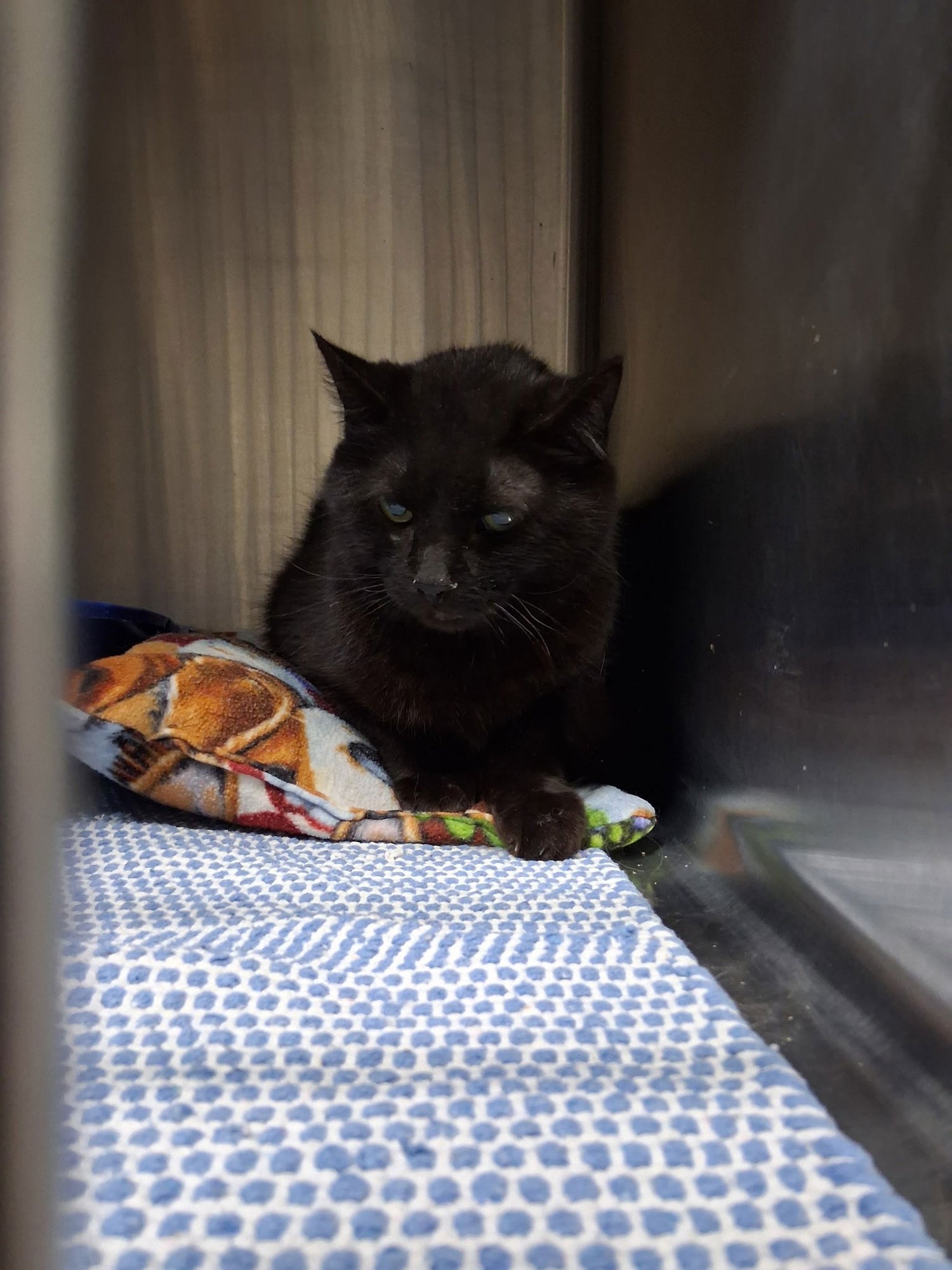 SLATE - Domestic Short Hair available for adoption