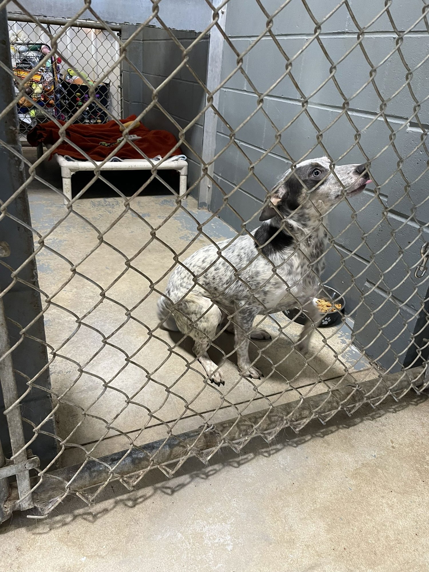 MOLINA MARIE - Australian Cattle Dog/Blue Heeler available for adoption