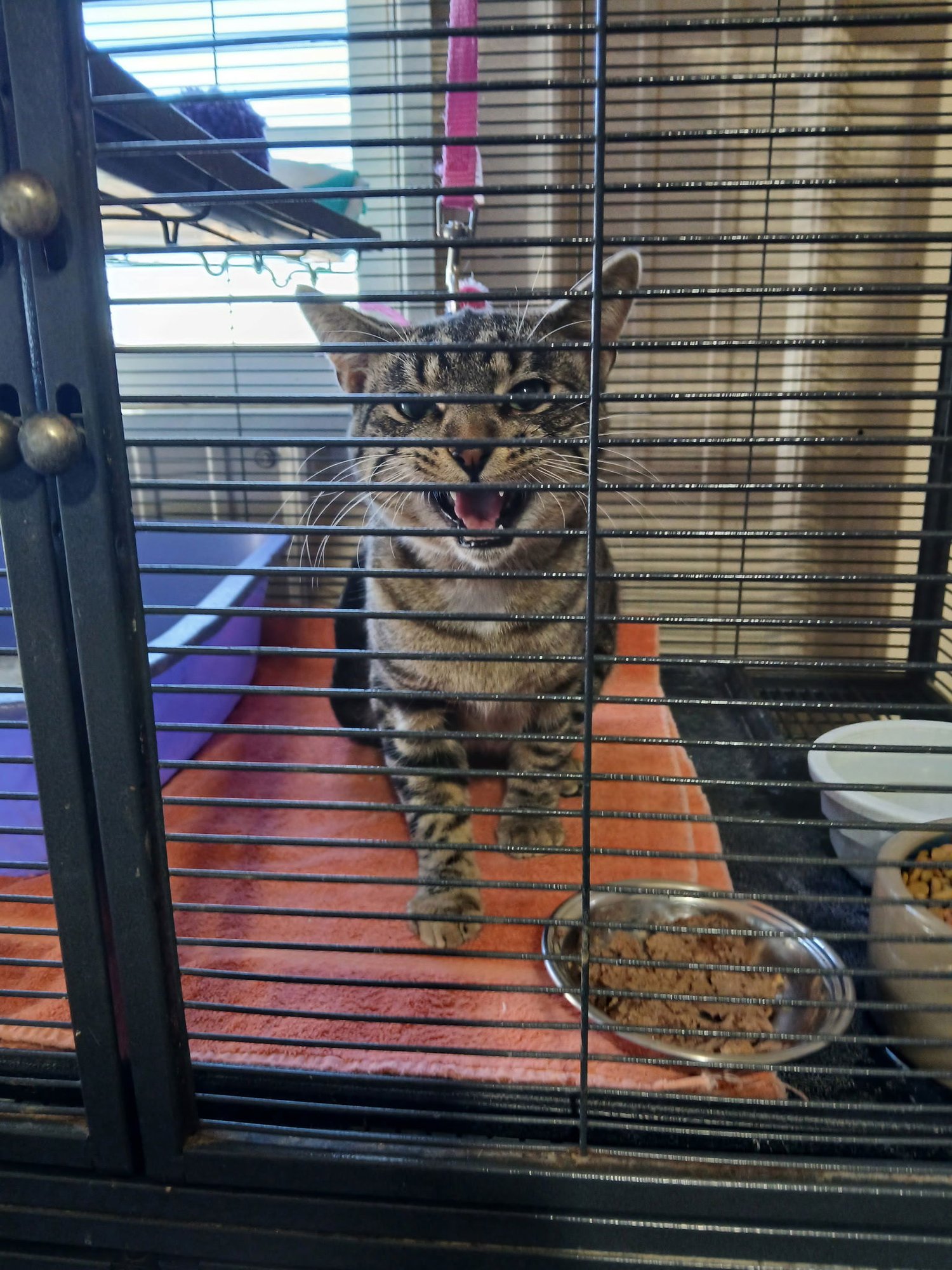 STRIPER - Domestic Short Hair available for adoption