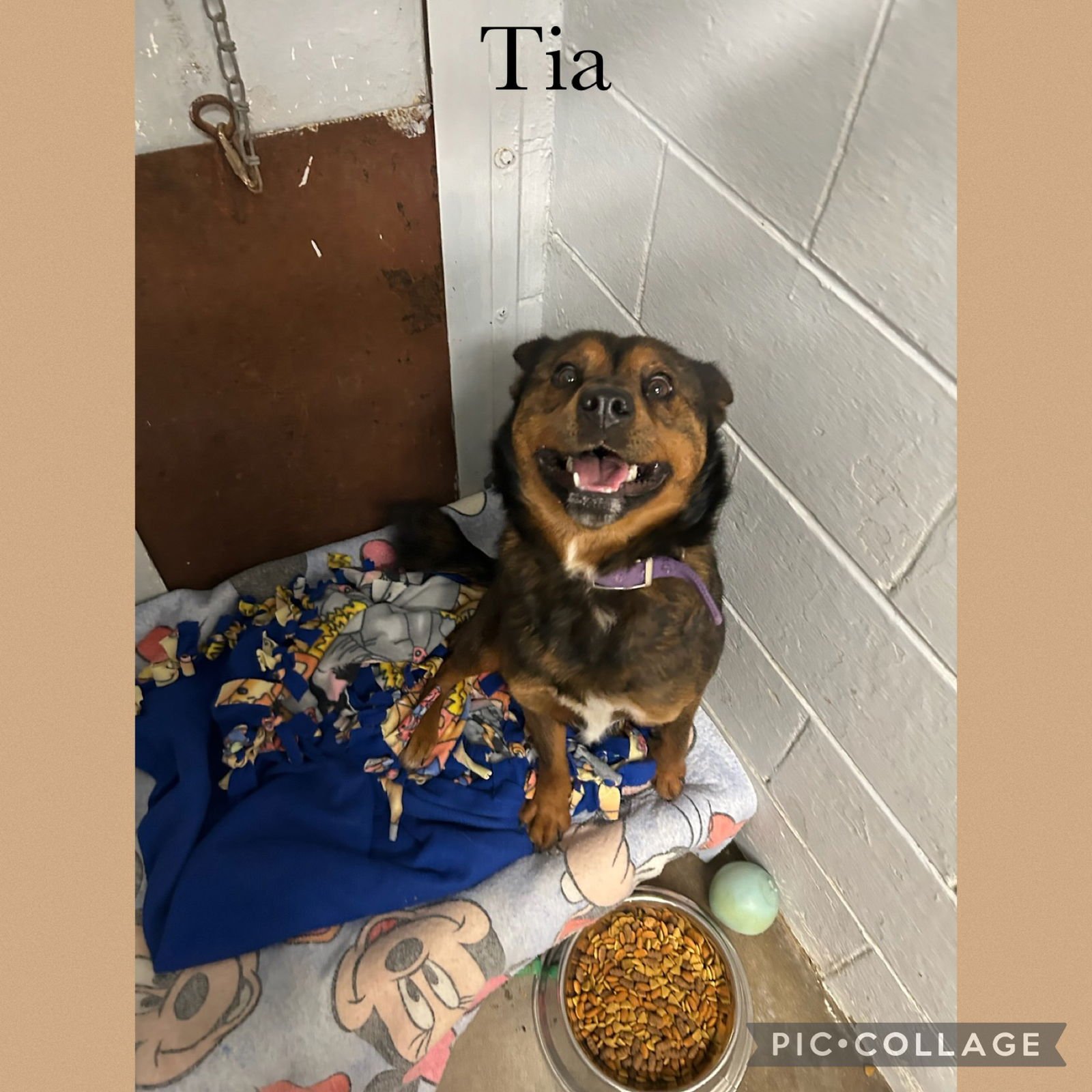 TIA - Shepherd available for adoption