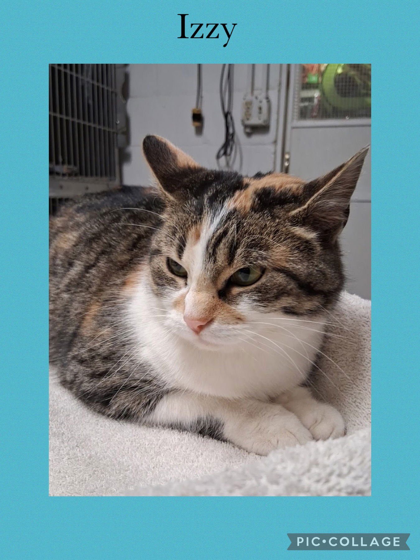 IZZY - Domestic Short Hair available for adoption