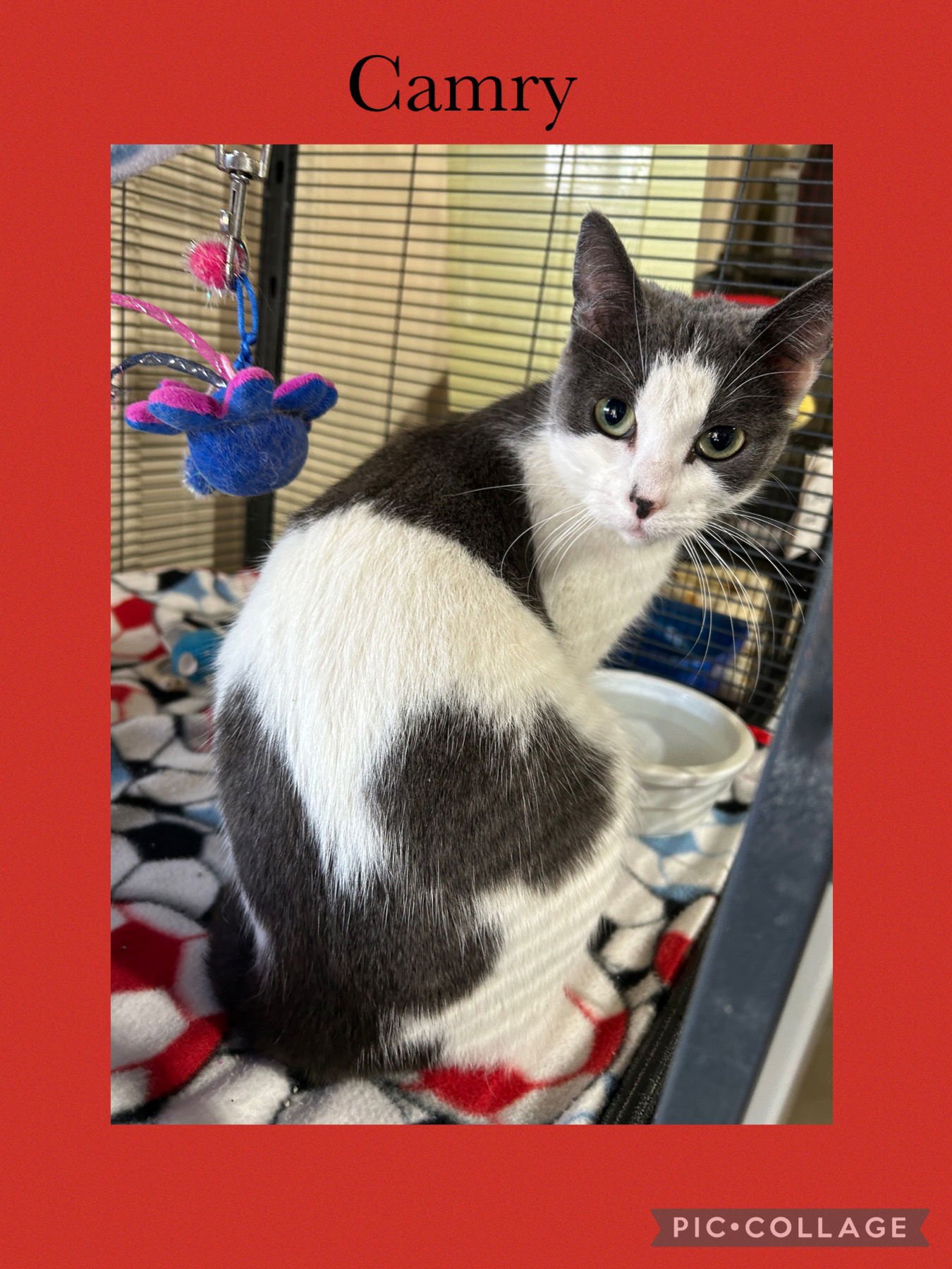 CAMRY - Domestic Short Hair available for adoption