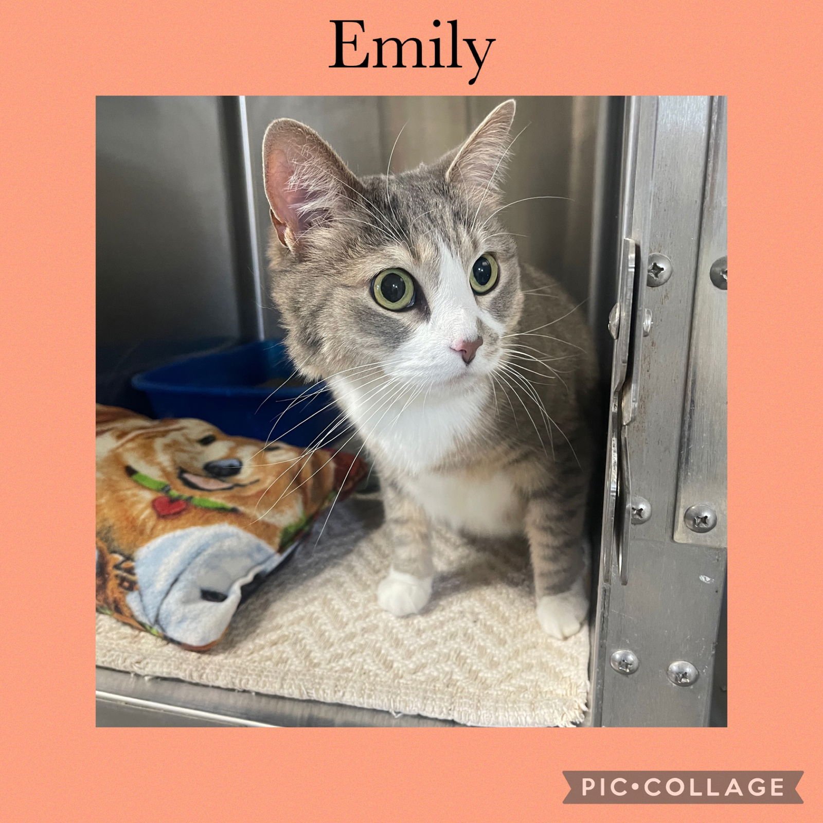 EMILY - Domestic Short Hair available for adoption