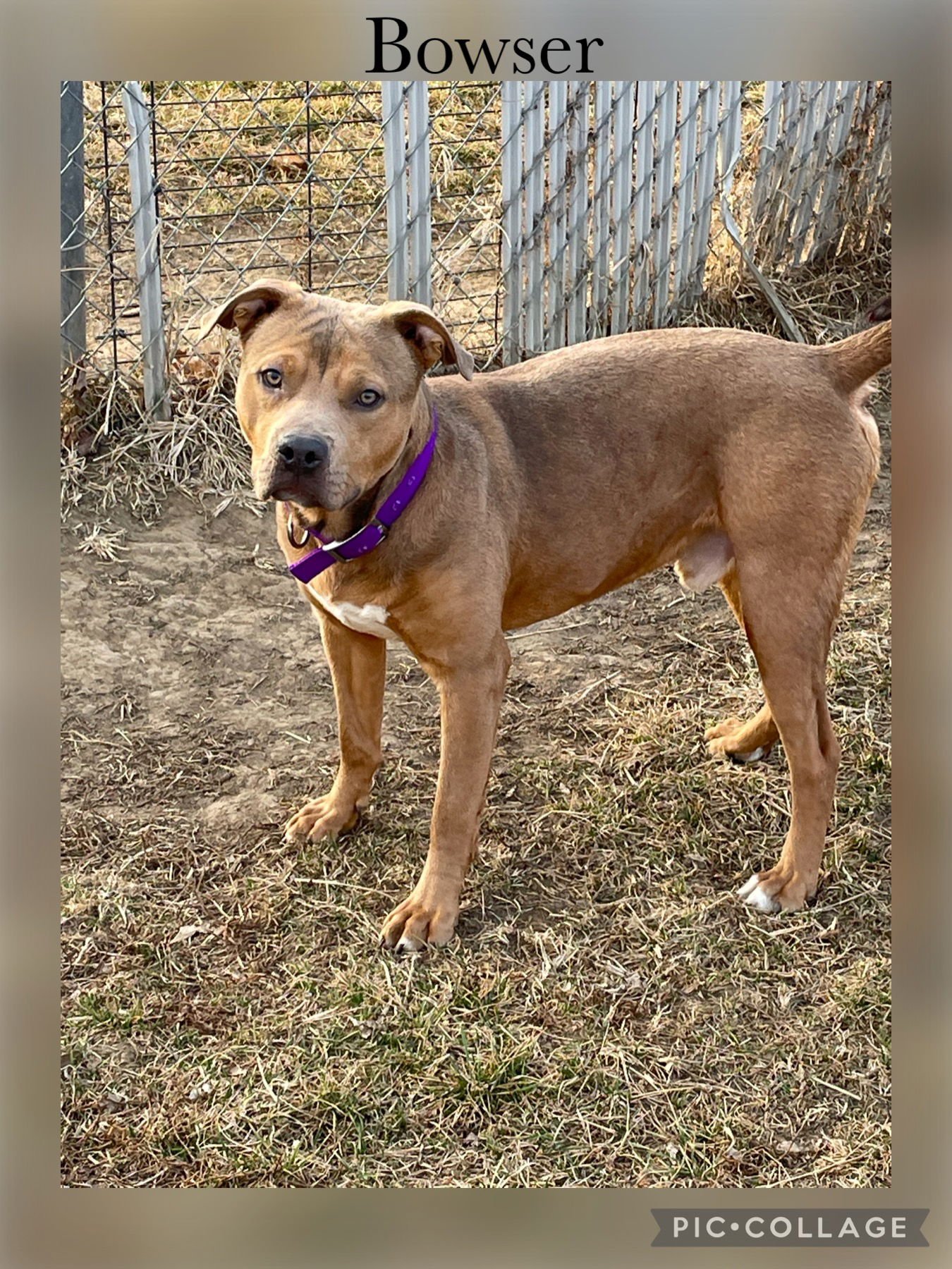 BOWSER - American Pit Bull Terrier available for adoption