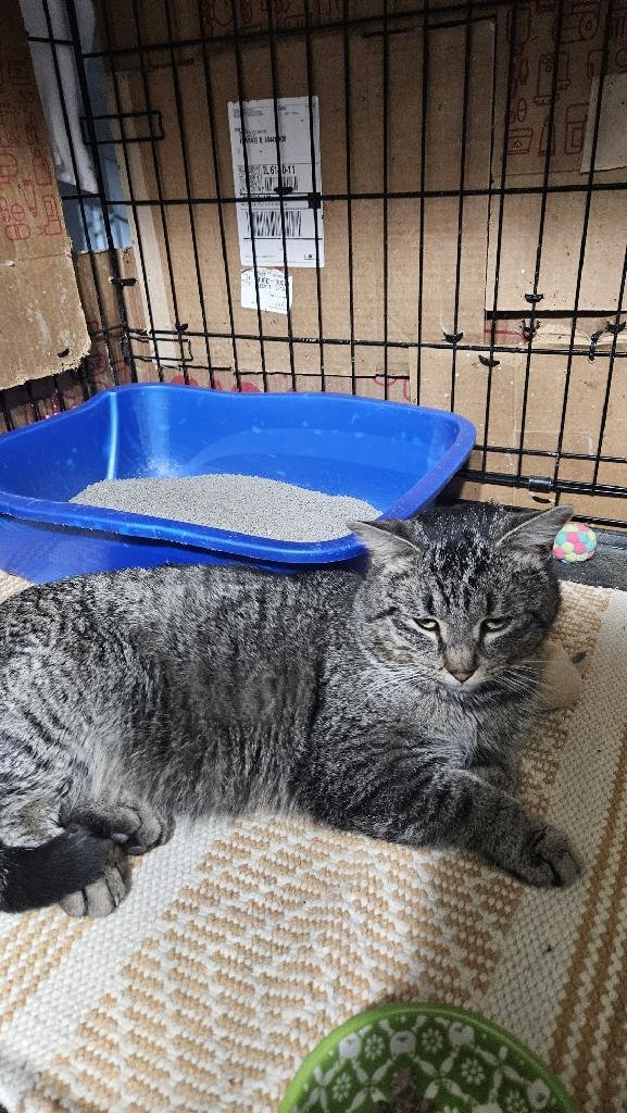 STANLEY - Domestic Short Hair available for adoption