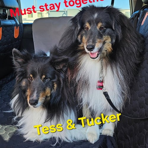TUCKER - Shetland Sheepdog Sheltie available for adoption
