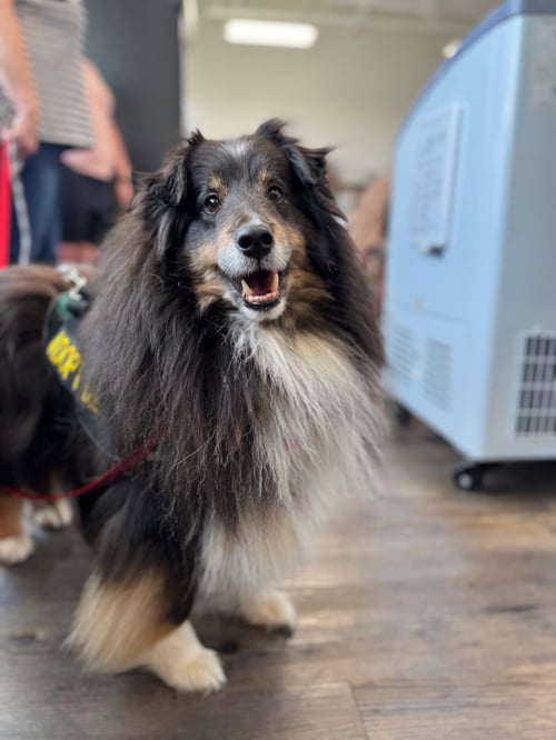 TUCKER - Shetland Sheepdog Sheltie available for adoption