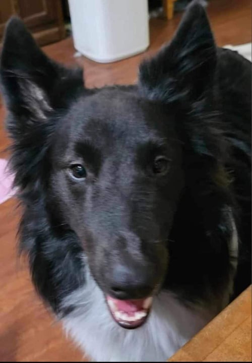 TINSEL - Shetland Sheepdog Sheltie available for adoption