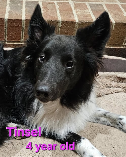 TINSEL - Shetland Sheepdog Sheltie available for adoption