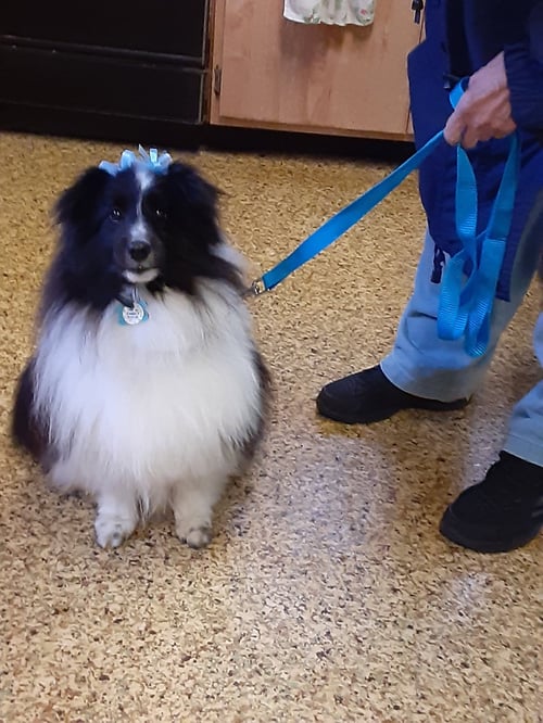 LILLY - Shetland Sheepdog Sheltie available for adoption