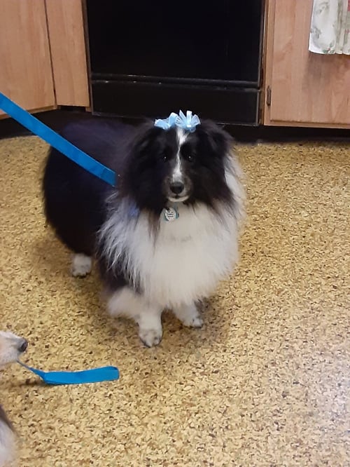 LILLY - Shetland Sheepdog Sheltie available for adoption