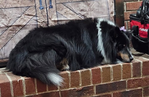 TESS - Shetland Sheepdog Sheltie available for adoption