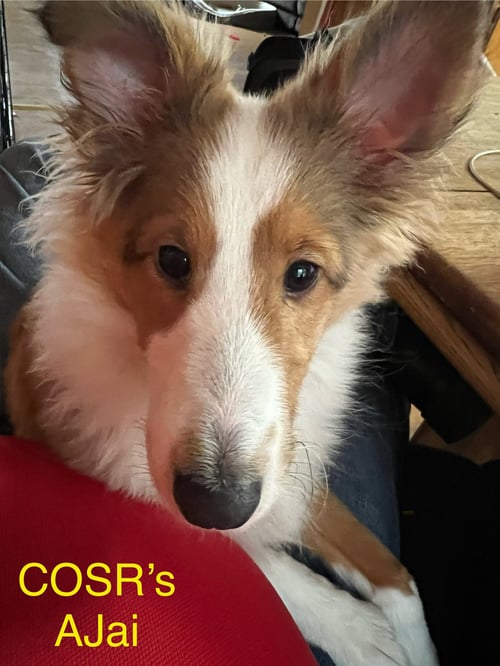 AJAI - Shetland Sheepdog Sheltie available for adoption